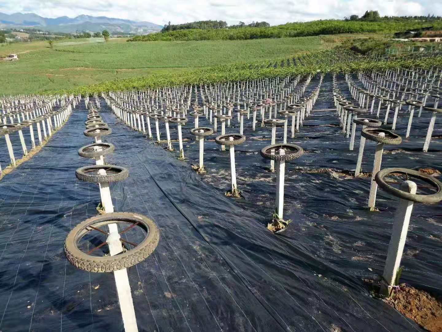 防草布
